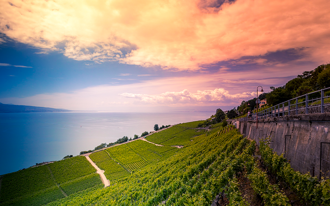 Lavaux
