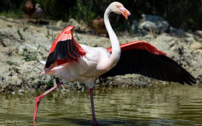 La belle Camargue